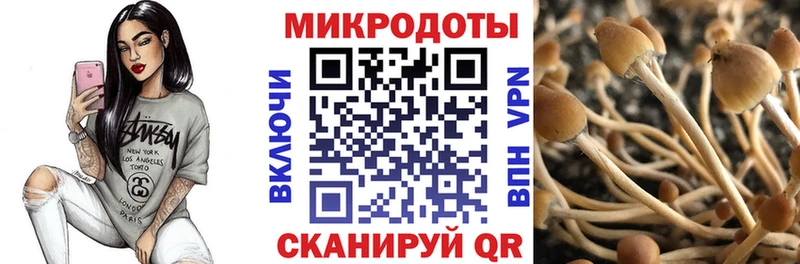 Псилоцибиновые грибы Psilocybine cubensis  Россошь 
