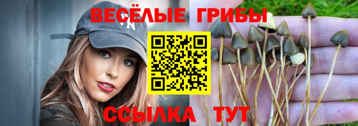 Псилоцибиновые грибы мицелий Россошь